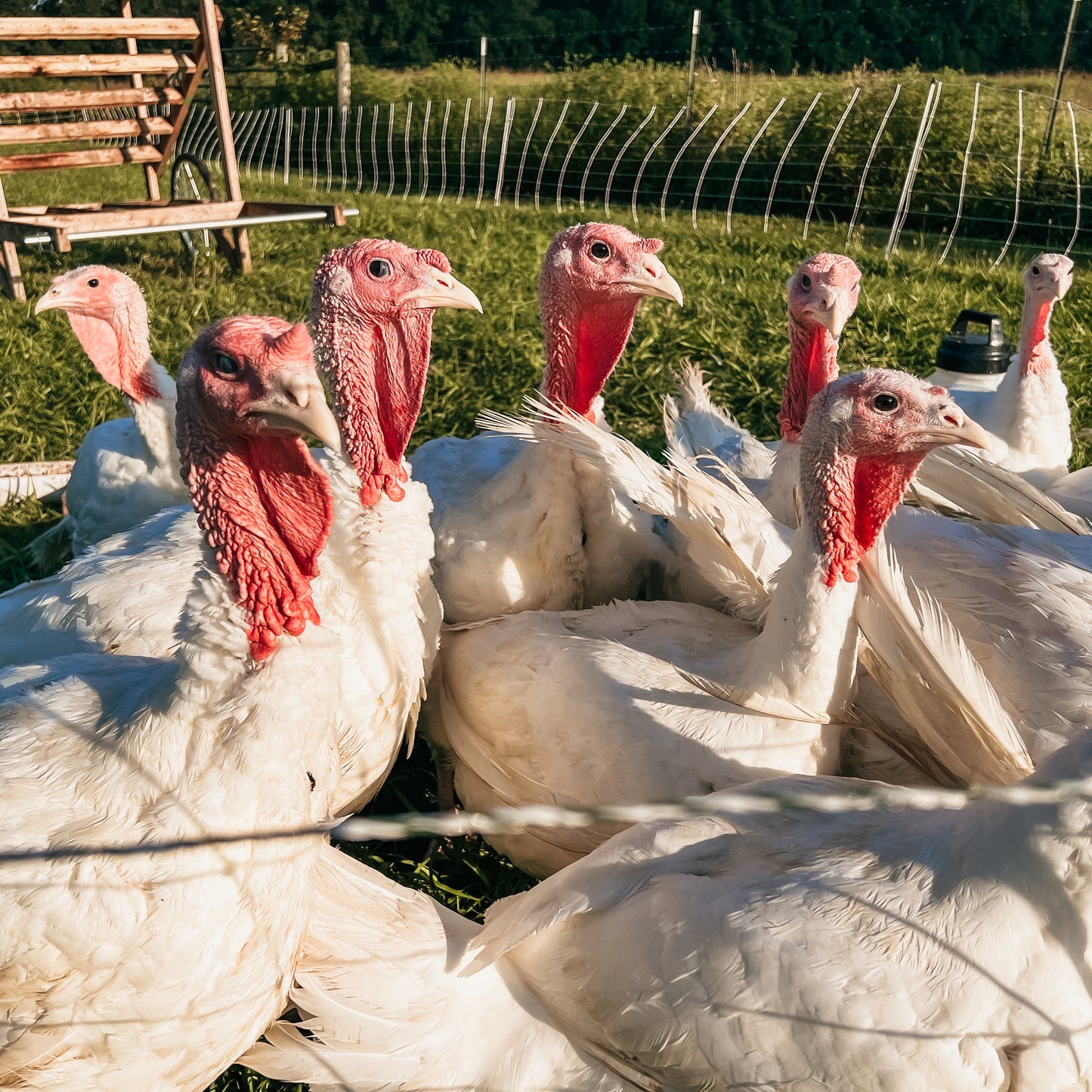 Thanksgiving Turkey