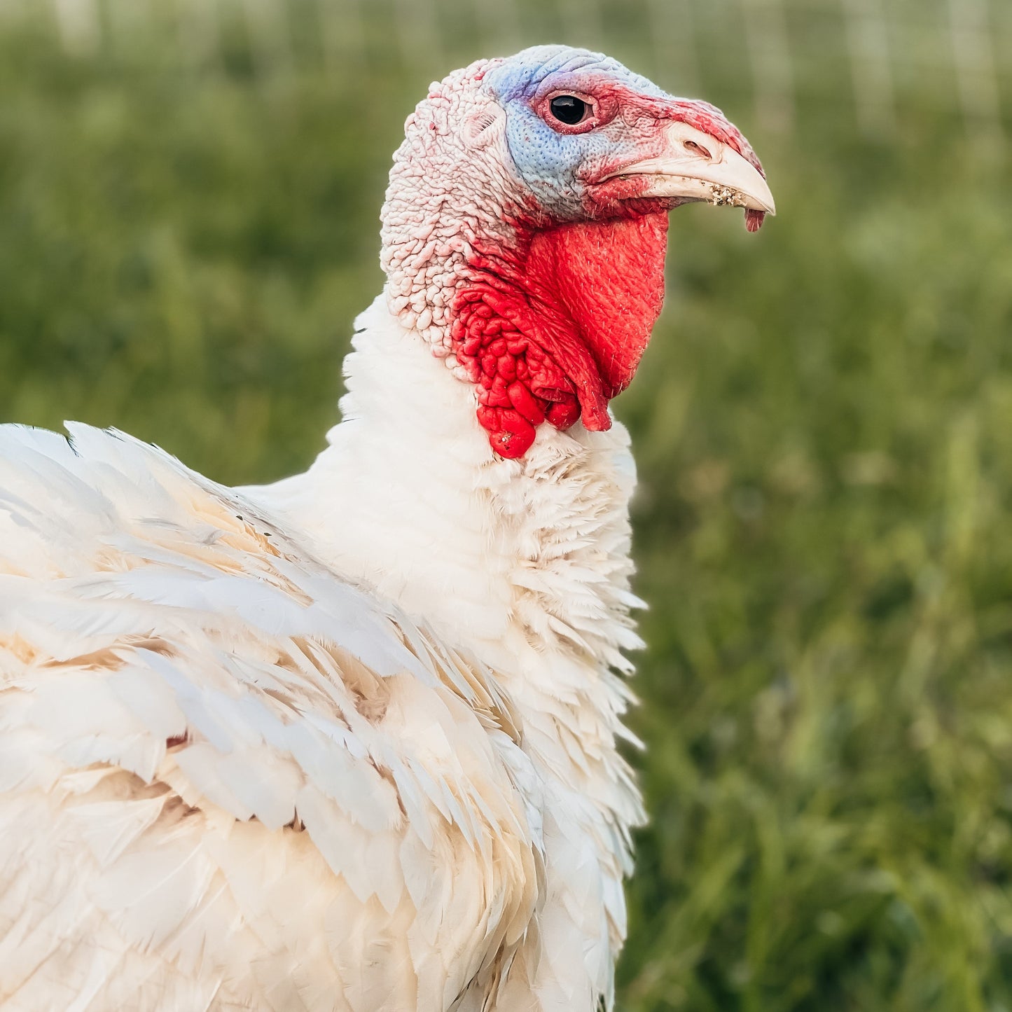 Thanksgiving Turkey
